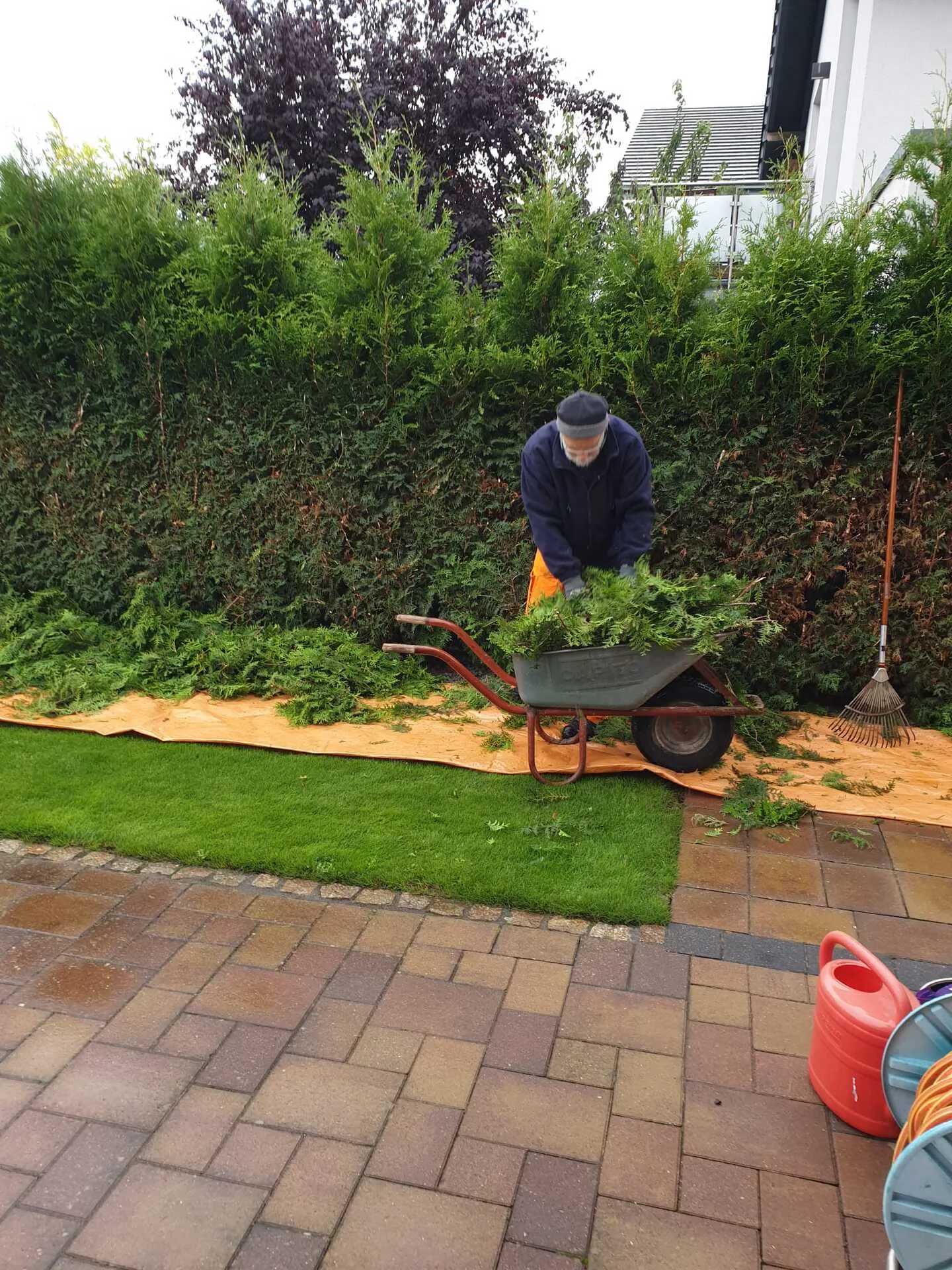 Helfer schiebt eine Schubkarre voll Tannengrün entlang einer Lebensbaumhecke im Garten